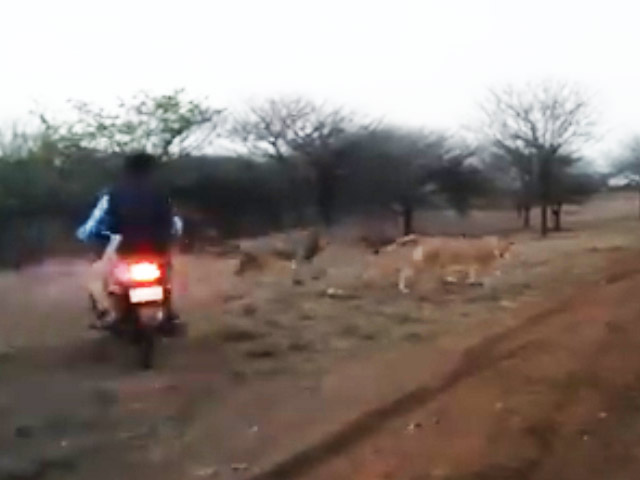 Bikers Chasing Lion, Lioness In Gujarat's Gir On Video, Probe Ordered