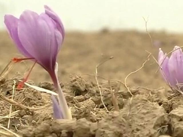 Kashmir's Saffron Farmers' Earnings Dry Up Due To Weak Rains