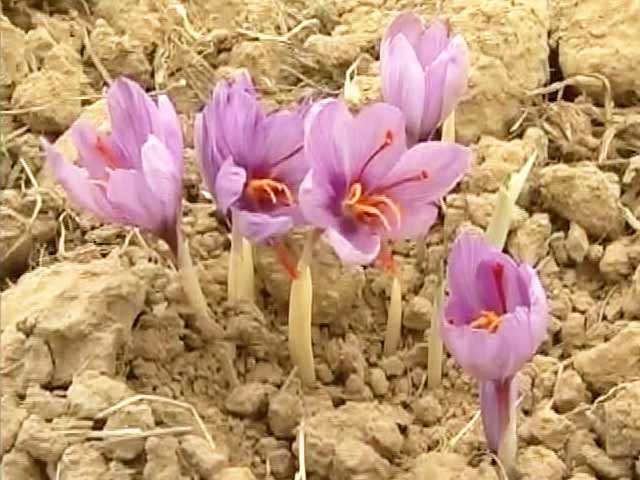 केसर की खेती करने वाले किसानों पर इस बार सूखे की मार