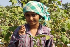 In Telangana, Girls Forced To Pick Cotton Over School In Telangana, Girls Forced To Pick Cotton Over School