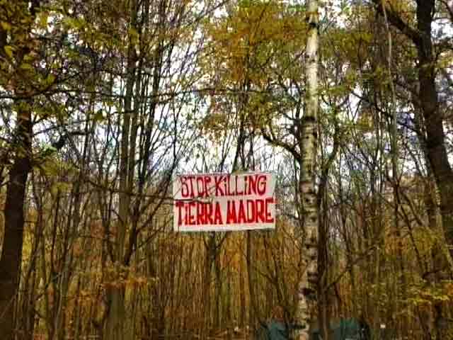A 'Chipko Movement' In Germany Is Trying To Save Europe's Oldest Forest