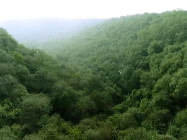 Videos : देश में जंगलों का क्षेत्रफल बढ़ा : रिपोर्ट