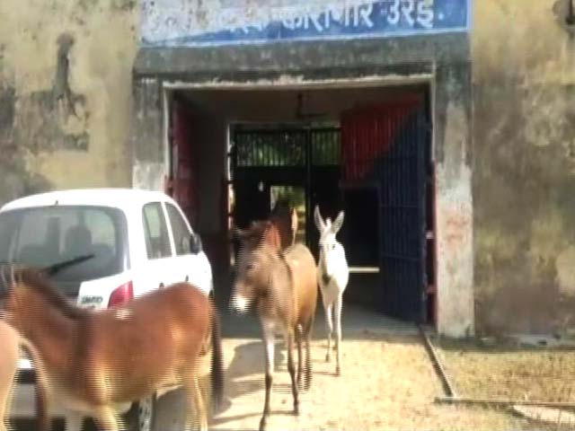 Donkeys Jailed For 4 Days In Uttar Pradesh. Crime? Ate Expensive Plants