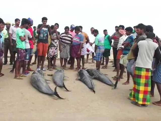 20 Dolphins Wash Up On Tamil Nadu Beach. How Fishermen Tried To Save Them