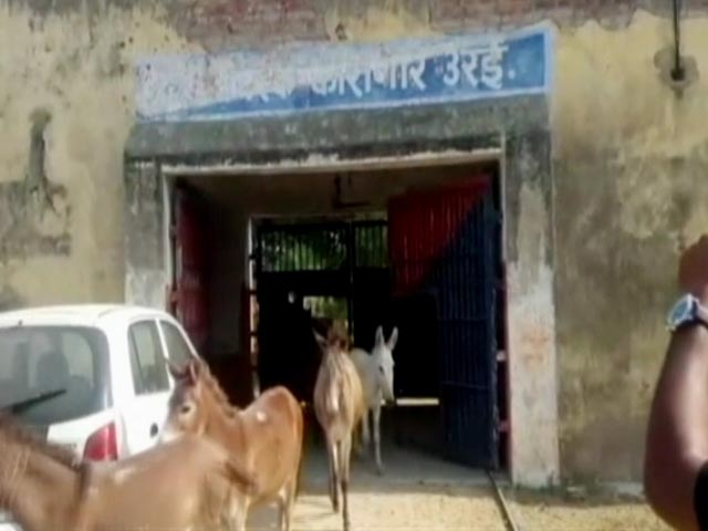 Wasn't Us, Says UP Police About Arrested Donkeys