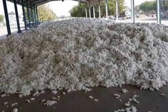 In BJP Stronghold, Patidars Upset Over Government's Anti-Farmer Polices In BJP Stronghold, Patidars Upset Over Government's Anti-Farmer Polices