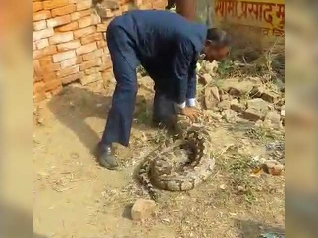 Watch: Massive 12-Foot Python Captured From Allahabad College