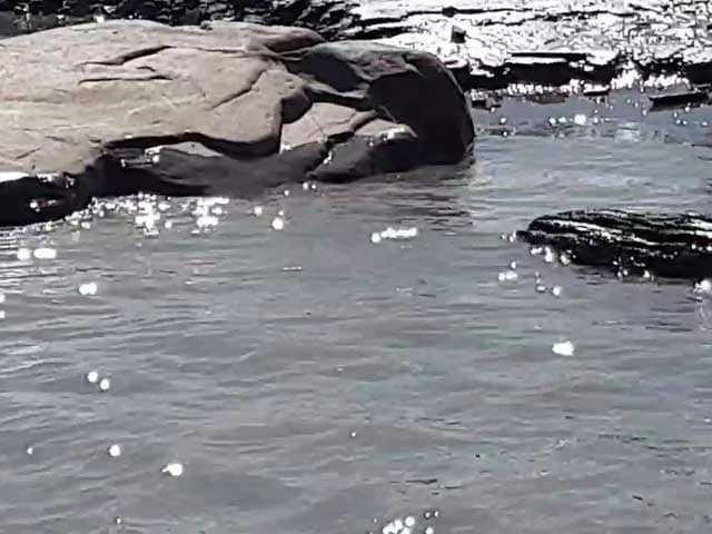 Video : As River Brahmaputra Turns Black And Muddy, Assam Leader Blames China