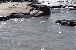 As River Brahmaputra Turns Black And Muddy, Assam Leader Blames China As River Brahmaputra Turns Black And Muddy, Assam Leader Blames China