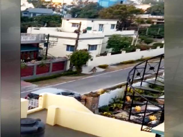 Video : Leopard Enters Residential Colony In Dehradun, Panic Ensues