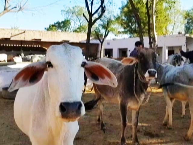 In Rajasthan, Crackdown On 'Cattle Smugglers'