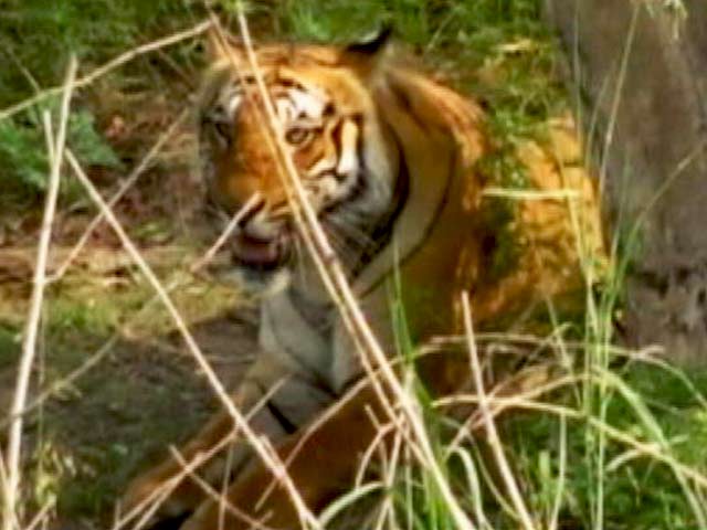 सुंदरवन के पर्यावरण को बचाने की मुहिम