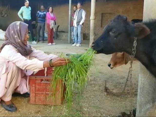 राजस्थान में मवेशी तस्करी के नाम पर बढ़े मुठभेड़