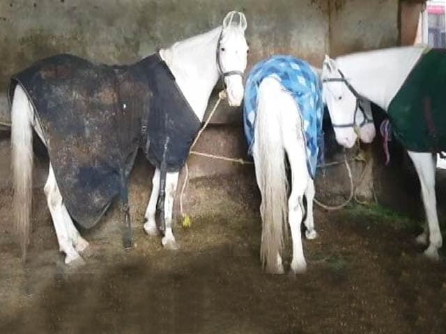 Video : दिल्ली के घोड़ों में पाया गया ग्लैंडर्स नाम का रोग