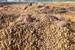 GROUND REPORT : यूपी में कौड़ियों के भाव आलू, किसान बेहाल GROUND REPORT : यूपी में कौड़ियों के भाव आलू, किसान बेहाल