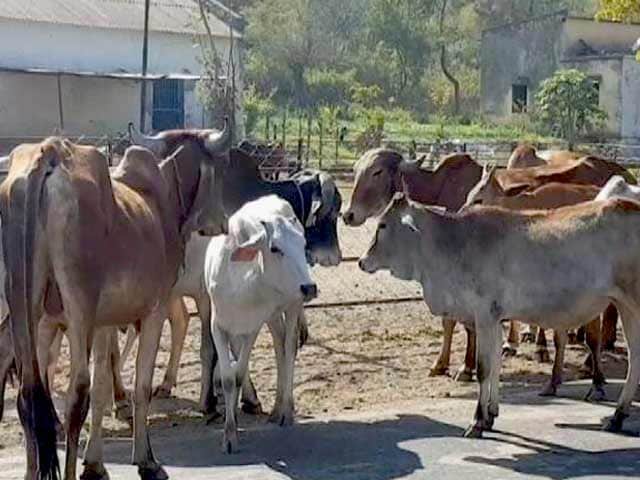 Videos : मध्यप्रदेश में कोई नहीं गायों का रखवाला