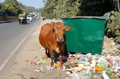मध्य प्रदेश में गाय को लावारिस छोड़ने पर सज़ा मध्य प्रदेश में गाय को लावारिस छोड़ने पर सज़ा