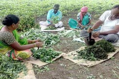 Risk-Taking Entrepreneurs Help Farmers Switch To Organic Cultivation Risk-Taking Entrepreneurs Help Farmers Switch To Organic Cultivation