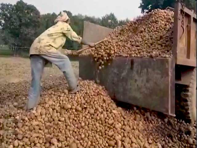 यूपी की सड़कों पर आलू, किसान बेहाल