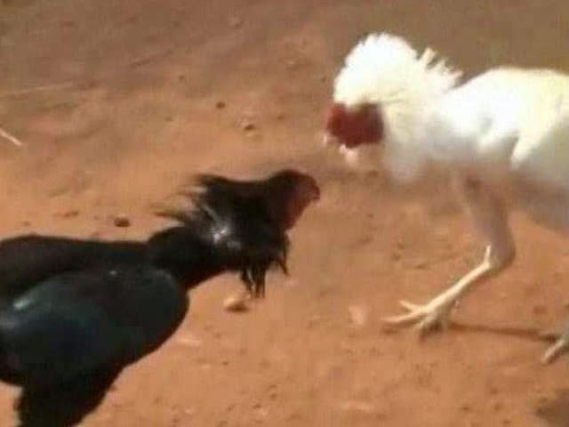 Video : Rooster Fights Turn Bloody, Multi-Crore Gambling Continues Despite Court Orders