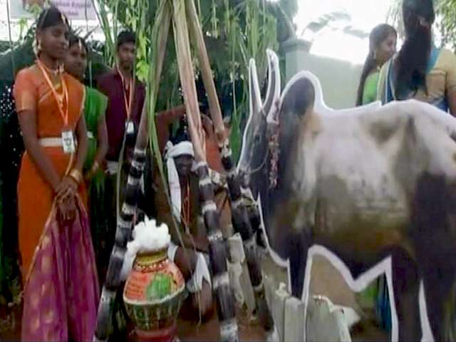 Tamil Nadu Celebrates Pongal After Recent Good Rains For Farmers