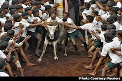 19-Year-Old Gored To Death During Jallikattu Festival In Madurai 19-Year-Old Gored To Death During Jallikattu Festival In Madurai