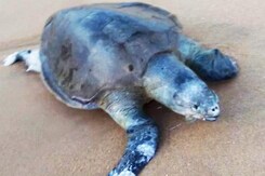 Over 100 Endangered Olive Ridley Turtles Found Dead Along Chennai Coast Over 100 Endangered Olive Ridley Turtles Found Dead Along Chennai Coast