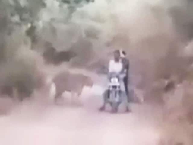 Video : In Chilling Video, Bikers Are Caught Between 2 Tigers. What Happened Next