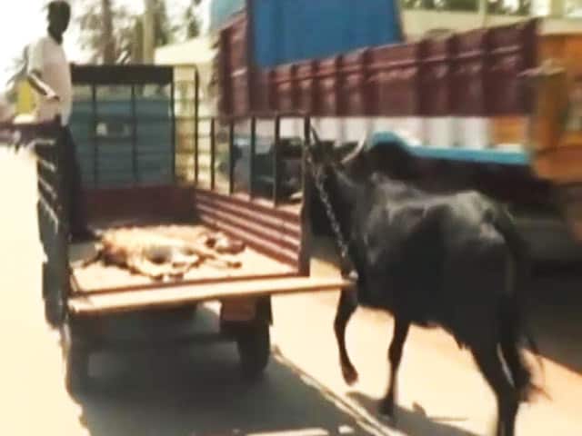 Videos : घायल बछड़े को अस्पताल ले जाती लॉरी के पीछे-पीछे दौड़ती रही गाय