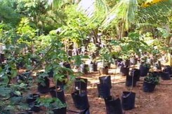 Organic Farmers Rue Lack Of Labour, Neglect, Corruption In Sector Organic Farmers Rue Lack Of Labour, Neglect, Corruption In Sector