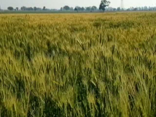 डेढ़ गुना न्‍यूनतम समर्थन मूल्‍य या छलावा? क्या पूरा होगा सरकार का वादा?