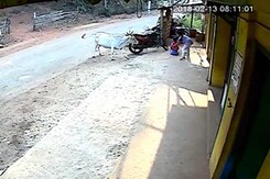 On Camera, Girl Saves Saves 4-Year-Old Brother As Cow Charges At Them On Camera, Girl Saves Saves 4-Year-Old Brother As Cow Charges At Them