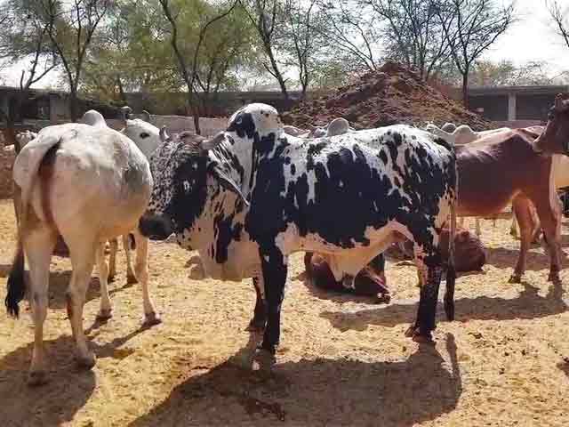 Video : After Cow Shelters, Rajasthan's Rs. 16-Crore Plan For Stray Bulls