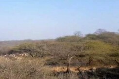 Haryana's Forest That Is Not Listed As A Forest Haryana's Forest That Is Not Listed As A Forest