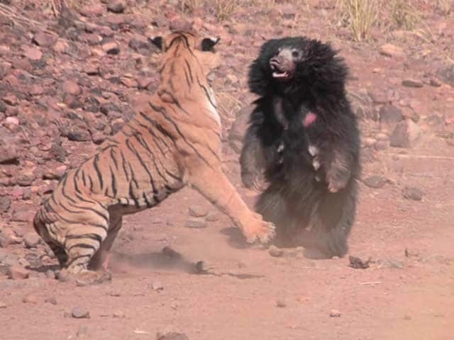 Video : At Tadoba Reserve, Tense Face-Off Between Tiger And Bear Caught On Camera