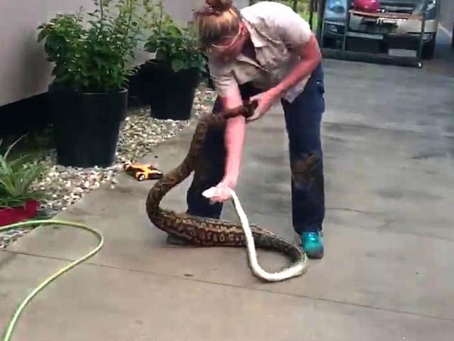 Video : Woman Removes Massive Python From Home. Video Is Viral