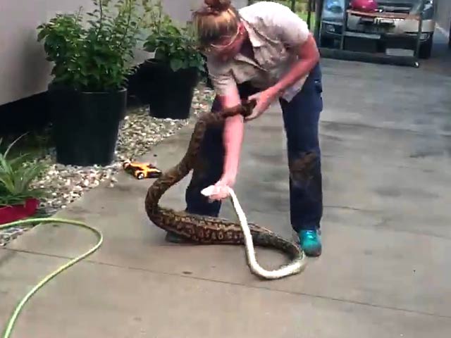 Woman Removes Massive Python From Home. Video Is Viral