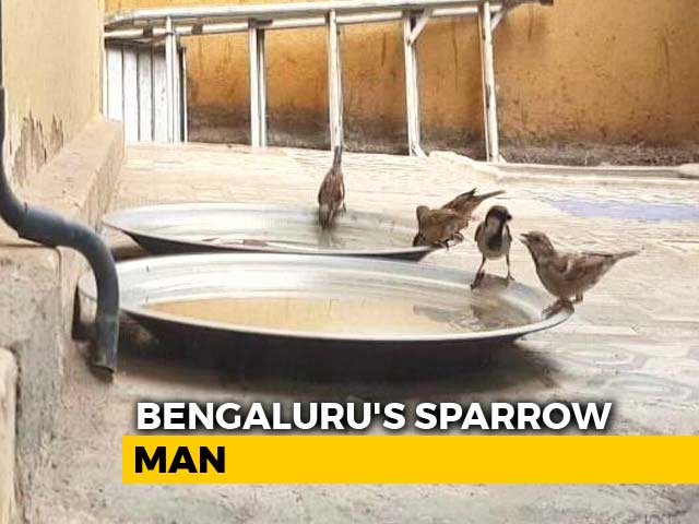 Video : World Sparrow Day: How Bengaluru's 'Sparrow Man' Is Saving House Sparrows From Extinction