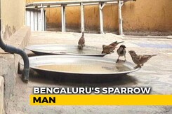 World Sparrow Day: How Bengaluru's 'Sparrow Man' Is Saving House Sparrows From Extinction World Sparrow Day: How Bengaluru's 'Sparrow Man' Is Saving House Sparrows From Extinction