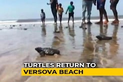 Olive Ridley Turtles Are Back At Mumbai's Versova Beach After 20 Years Olive Ridley Turtles Are Back At Mumbai's Versova Beach After 20 Years