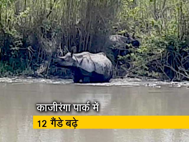 Video : गैंडों की आबादी में बढ़ोतरी, ग़ैरकानूनी शिकार बड़ी चुनौती