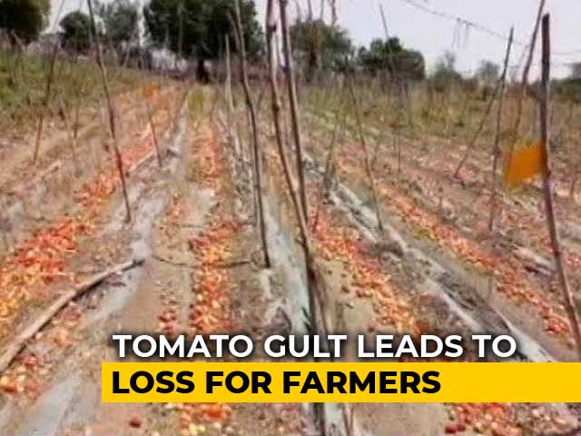 Video : Amid Tomato Glut, Maharashtra Farmers Worry About Recovering Costs