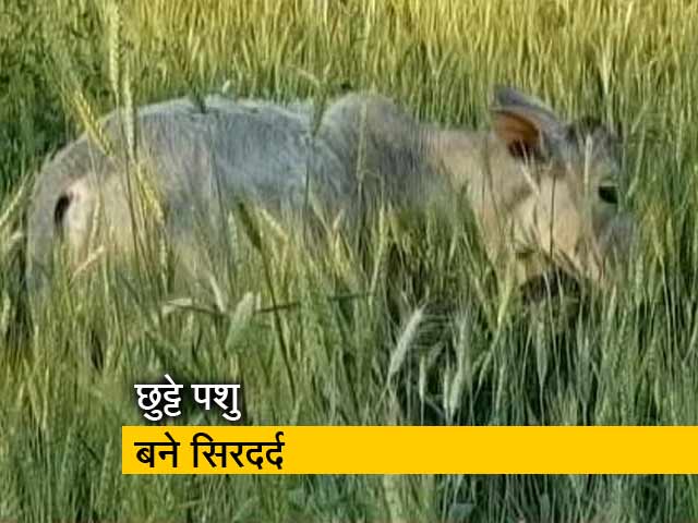 फसलों को तबाह कर रहे हैं पशु