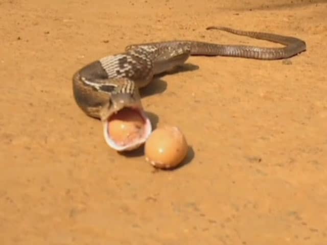 Video : On Camera, Cobra Throws Up 7 Eggs In Kerala's Wayanad. Watch