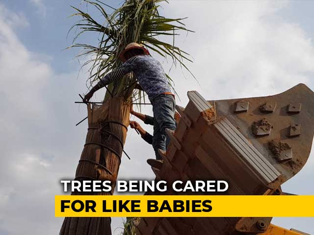 A Telangana 'Hospital' That Gives Dying Trees A Second Life