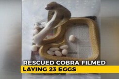 Rescued Cobra Filmed Laying 23 Eggs In Odisha's Bhubaneswar Rescued Cobra Filmed Laying 23 Eggs In Odisha's Bhubaneswar
