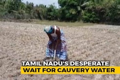 Amid Cauvery Row, Farmers In Parched Tamil Nadu Are Worried About Future Amid Cauvery Row, Farmers In Parched Tamil Nadu Are Worried About Future