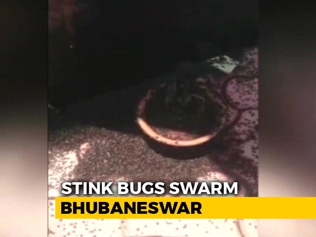 Video : Bhubaneswar Residents Fight "Billions" Of Stink Bugs. Watch If You Dare