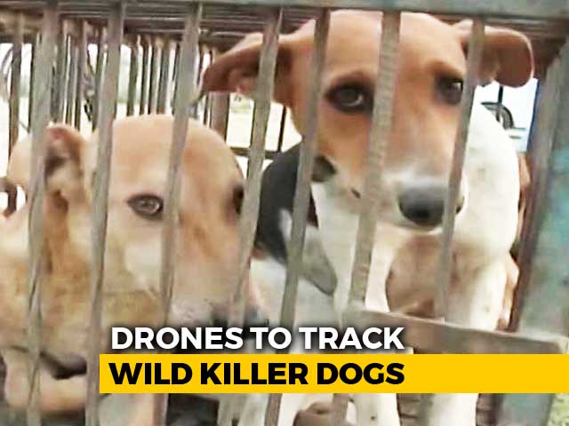 After 12 Deaths, UP Police Uses Drones To Track Wild Dogs In Sitapur