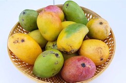 Popular Varieties of Mangoes In The Market: An Easy Guide Popular Varieties of Mangoes In The Market: An Easy Guide
